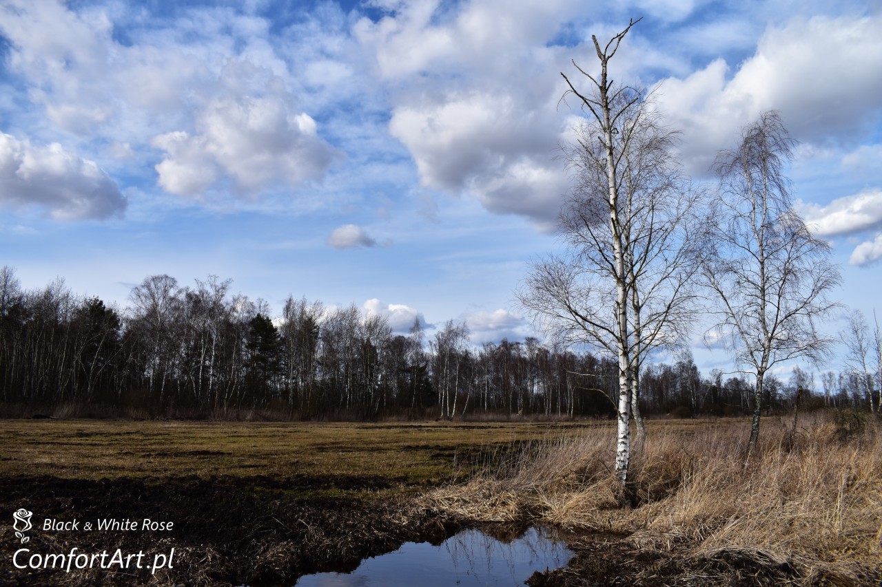 Torfowisko Wielkie Błoto brzoza